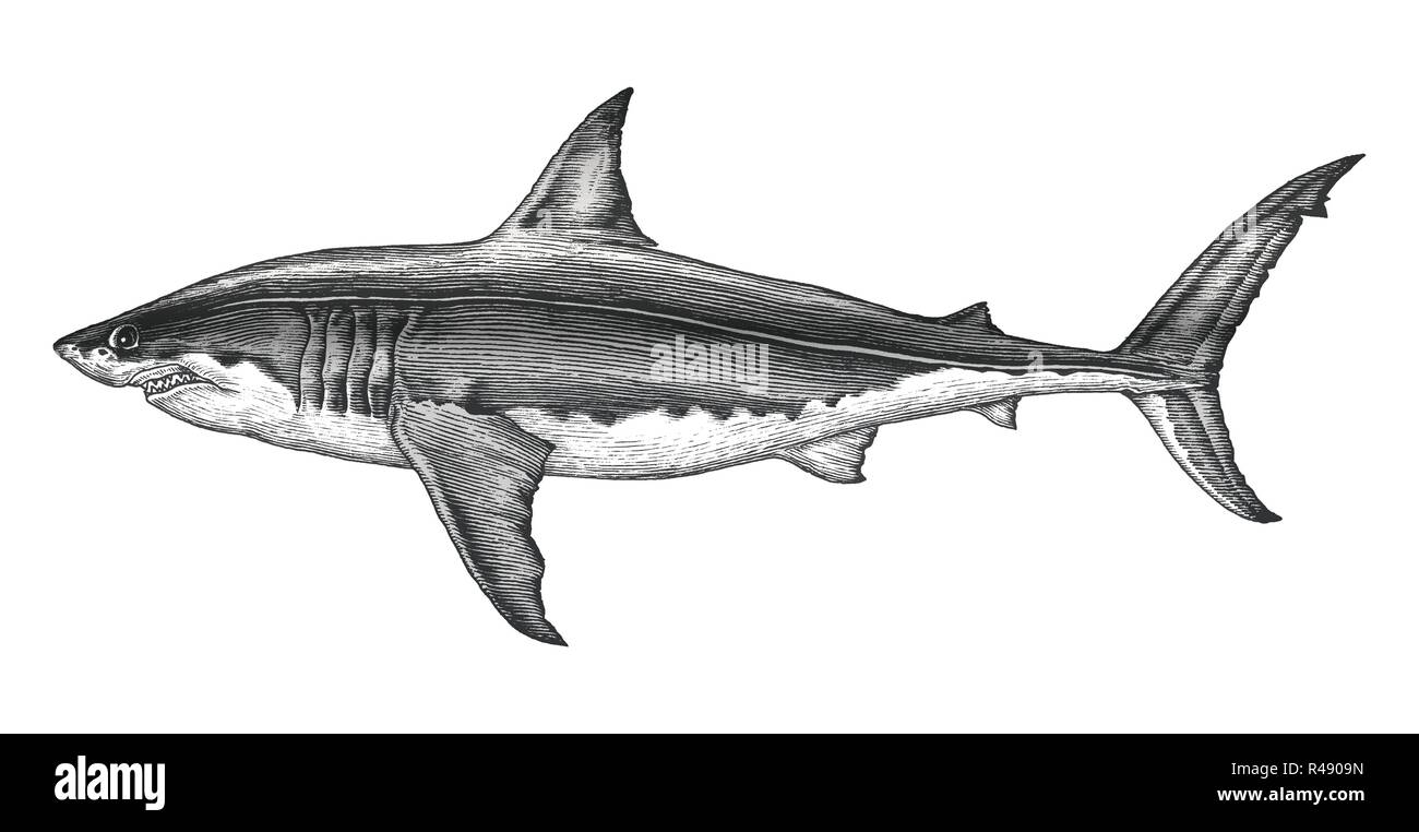 Shark Tattoo Flash Tribe shark white marine Mammal mammal png  PNGWing