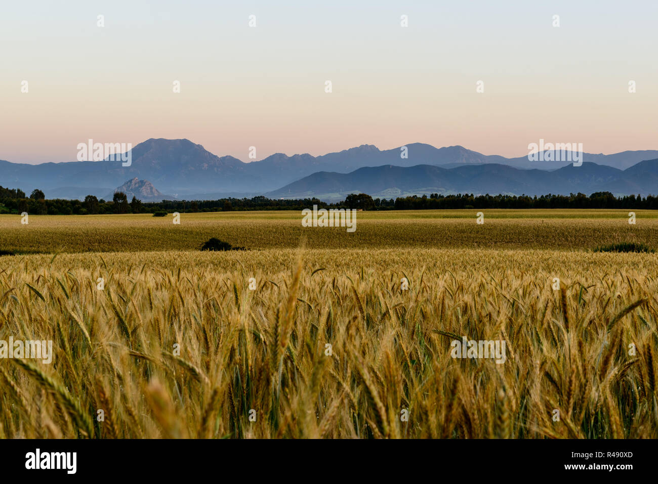Gold wheat field panorama tree hi-res stock photography and images - Alamy
