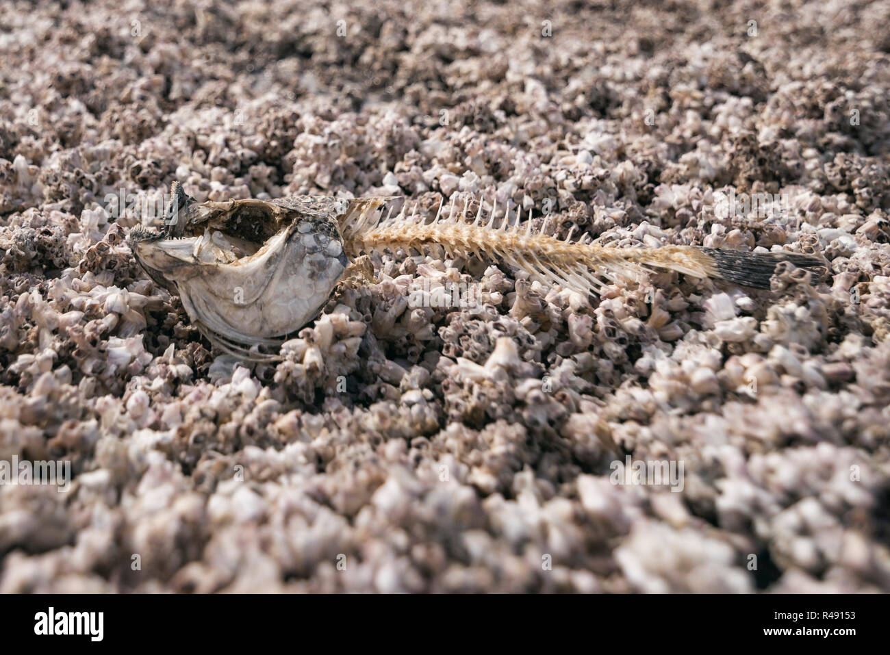 Fish Bones at Beach Stock Photo Alamy