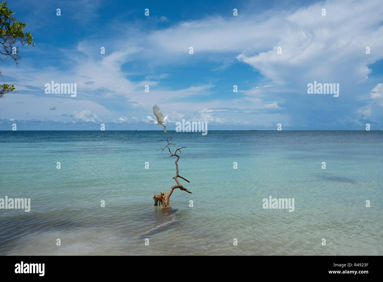 Great egret flying off a driftwood. The paradisiacal seascape of Playa Azul (Blue Beach) private island. Cartagena de Indias, Colombia Stock Photo