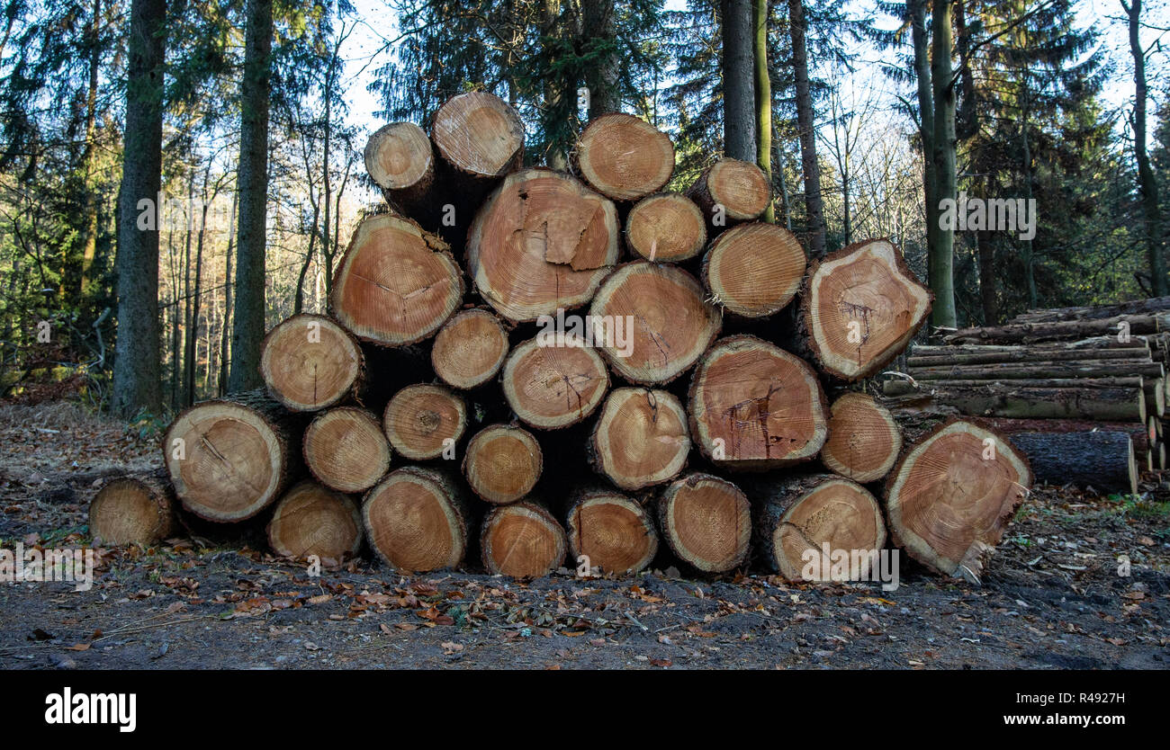 Wooden Logs with Forest on Background. Trunks of trees cut and stacked in the foreground Stock Photo