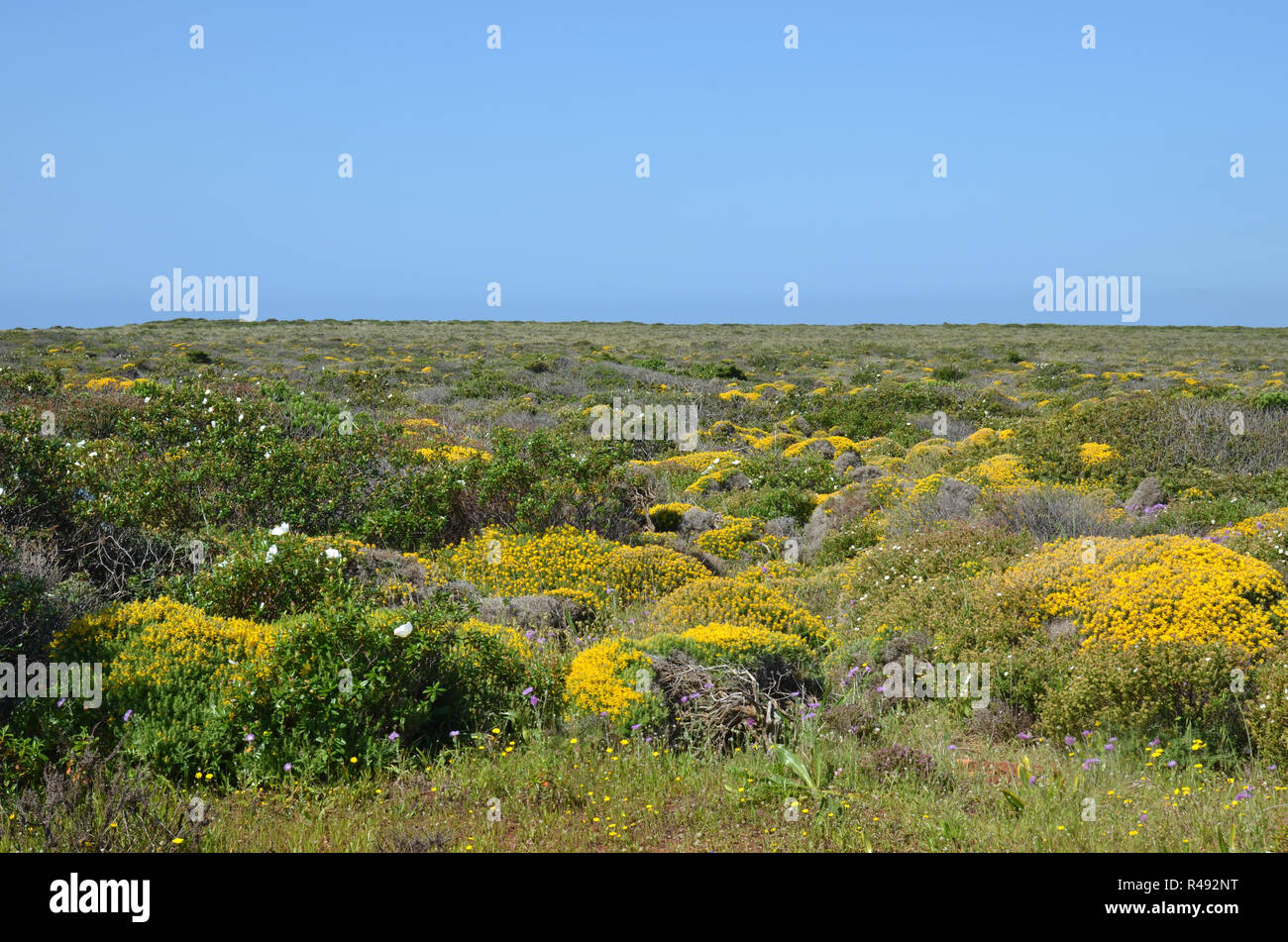Heathland along the Portuguese coast in the Algarve Stock Photo