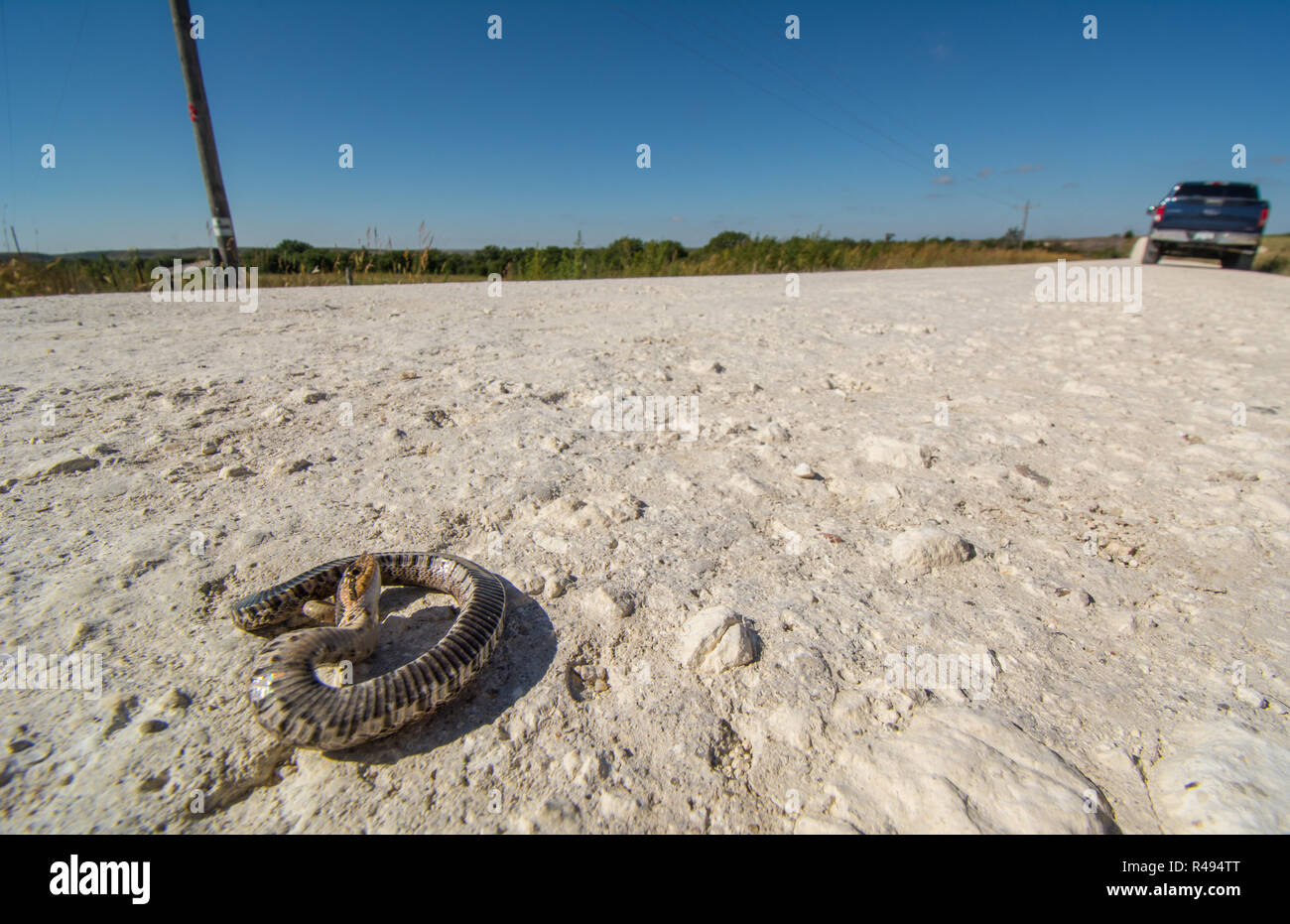 File:Hognose snake playing dead (11713828454).jpg - Wikimedia Commons