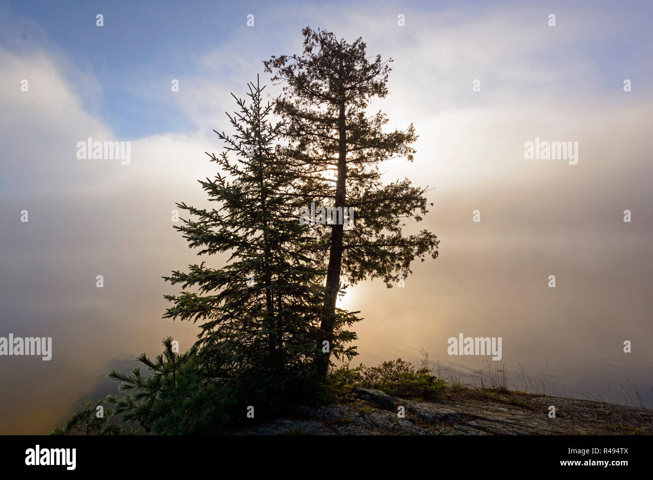 Tree Silhouette in Sun and Morning fog in the North Woods Stock Photo ...
