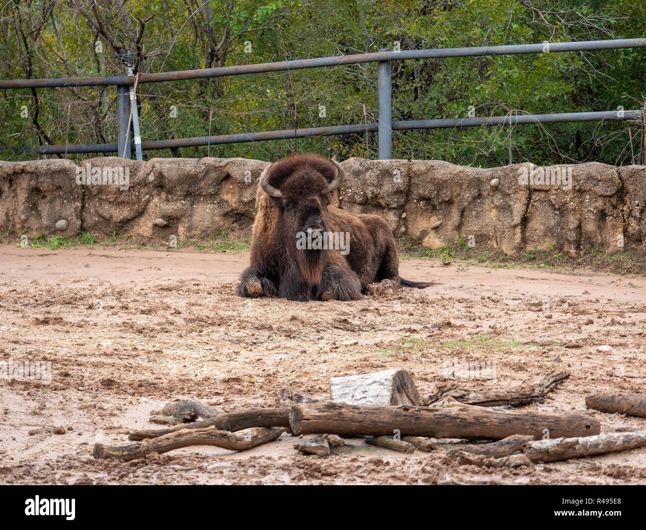 Large Buffalo In Texas Zoo Looking At the Camera Stock Photo - Alamy