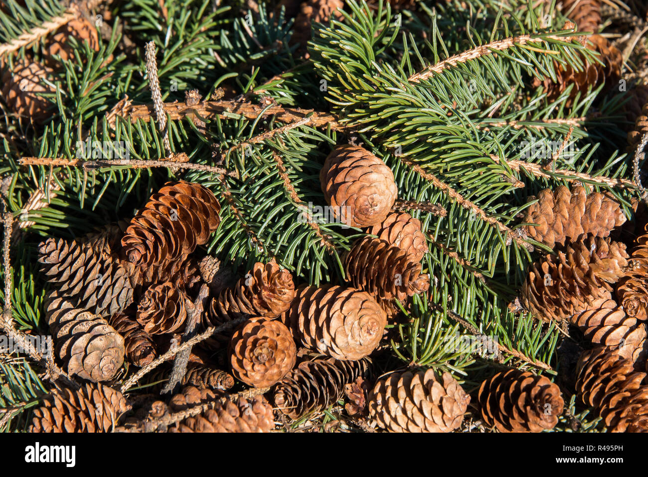 A pile of pine cones and branches fallen on the forest floor. Stock Photo