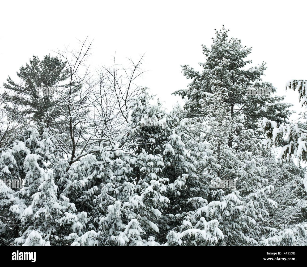 A background image of snow covering evergreen trees in the forest. Stock Photo