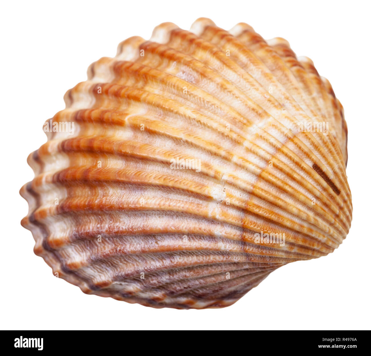 bivalvia mollusc shell isolated on white Stock Photo - Alamy