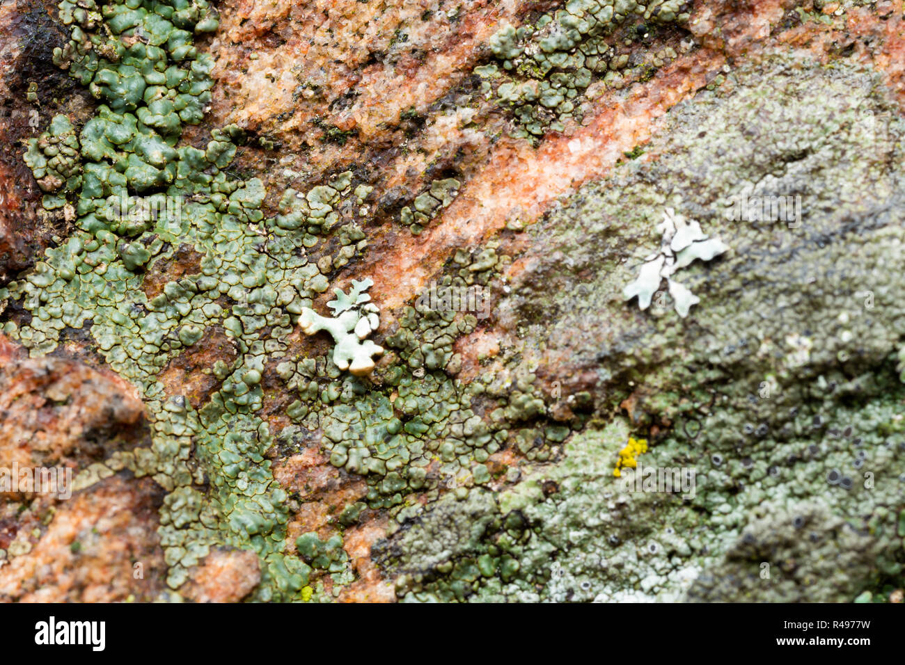 Big trout lake hires stock photography and images Alamy