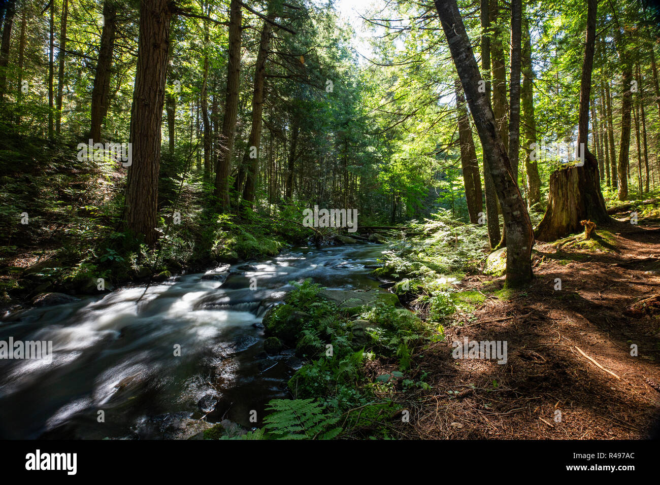 Forest Eith Rocks Rushing river through misty forest hi-res stock photography and images ...