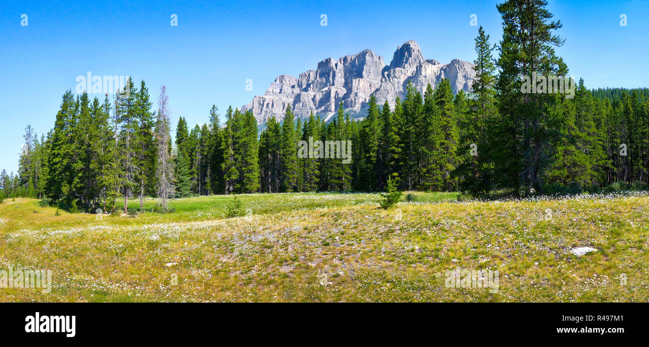 Panoramic view of beautiful landscape with field of flowers and Rocky Mountains in the background in Jasper National Park, Alberta, Canada Stock Photo