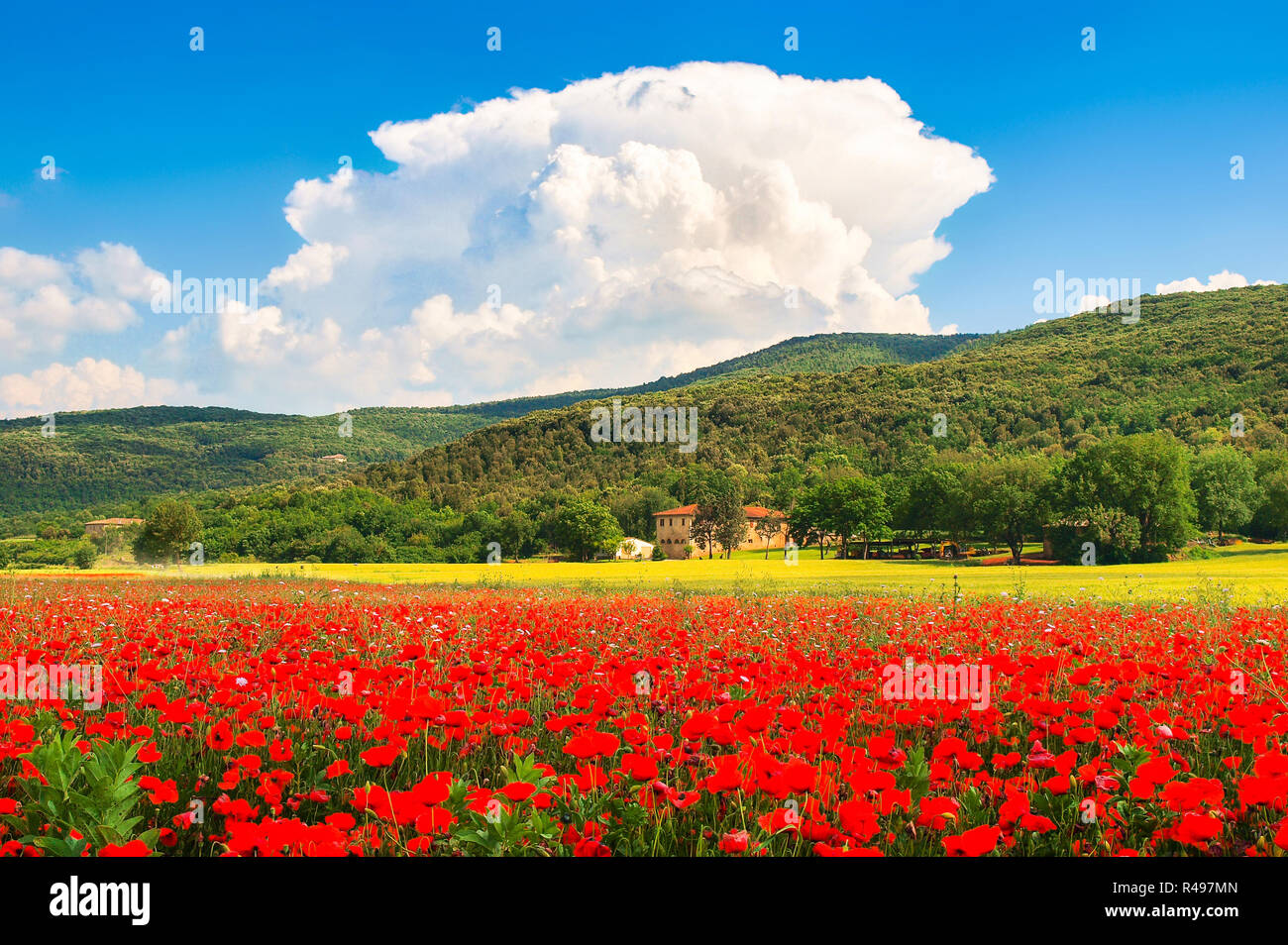 Beautiful Landscape With Field Of Red Poppy Flowers And Traditional Farm House In Monteriggioni Tuscany Italy Stock Photo Alamy Beautiful Landscape With Field Of Red Poppy Flowers And Traditional Farm House In Monteriggioni Tuscany Italy Stock Photo Alamy