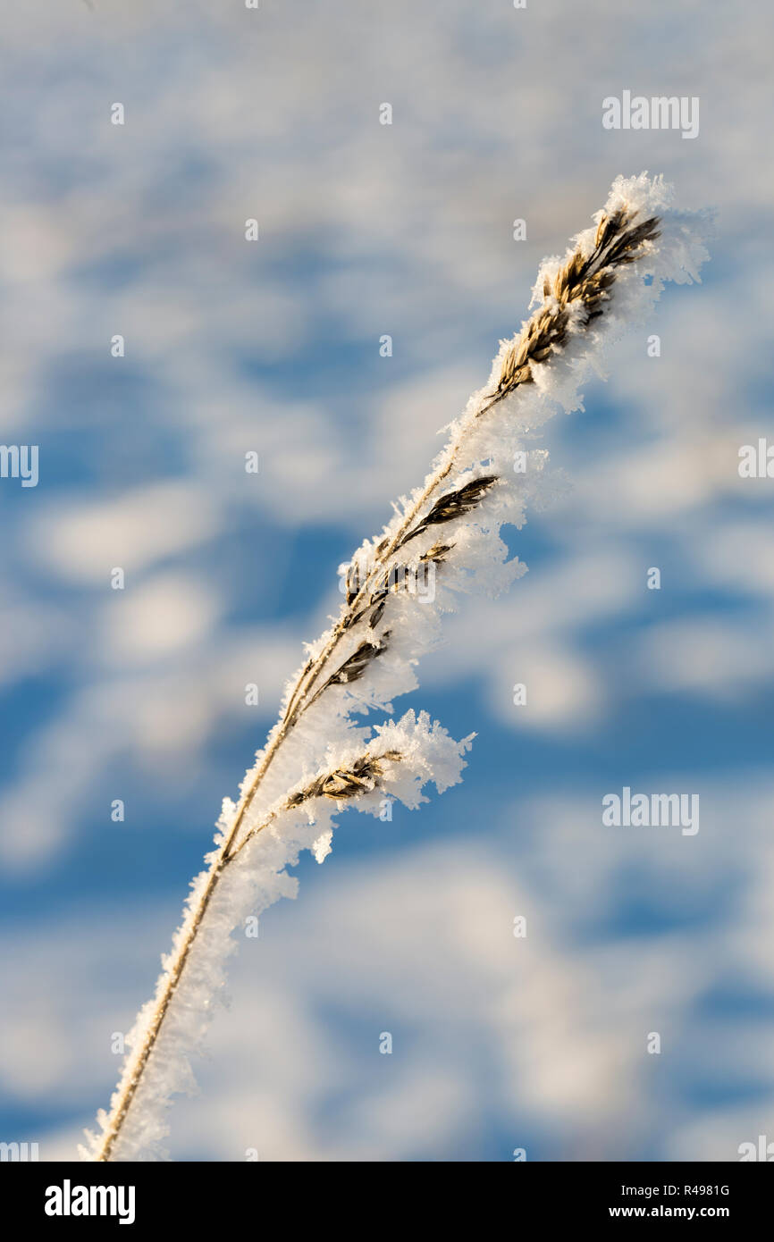 Frost covered grass in meadow hi-res stock photography and images - Alamy