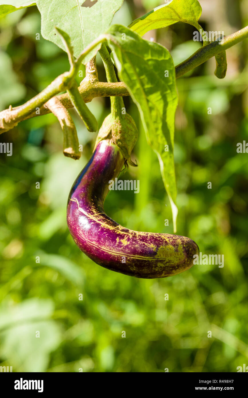 Filipino Eggplant Stock Photo Alamy