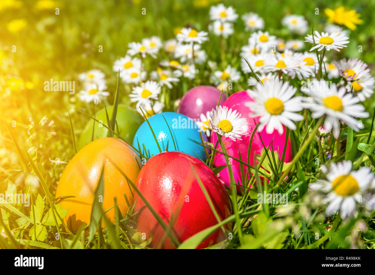 Beautiful view of colorful Easter eggs lying in the grass between daisies and dandelions in the sunshine Stock Photo