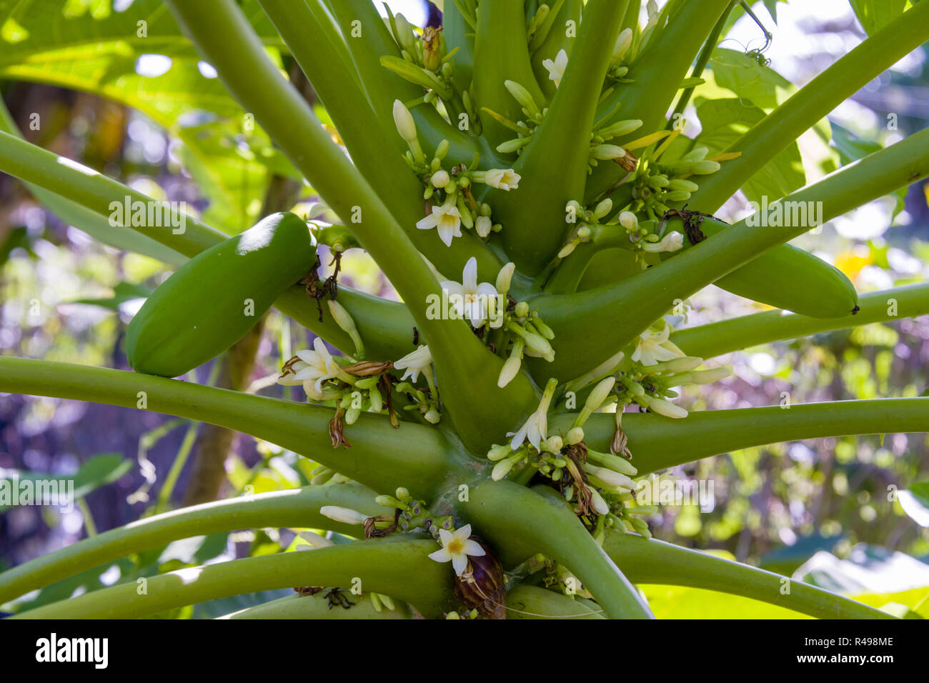 Papaya Flowers and Fruit Stock Photo