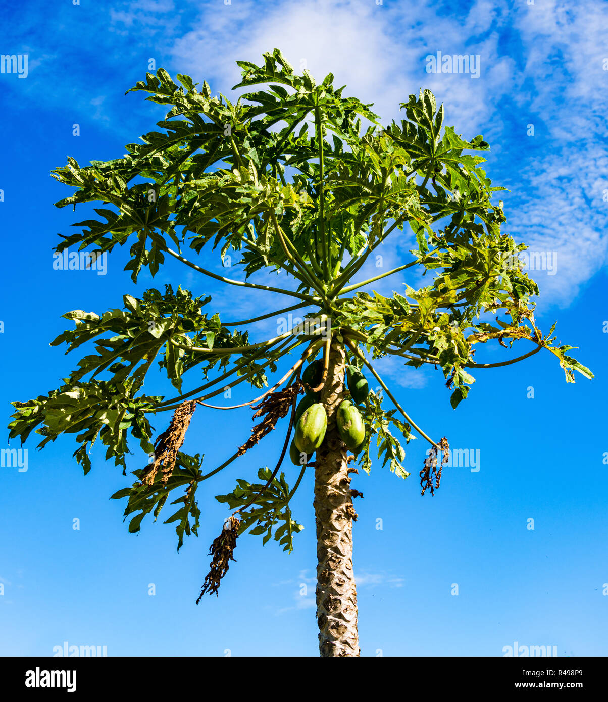 Papaya tree hawaii hires stock photography and images Alamy