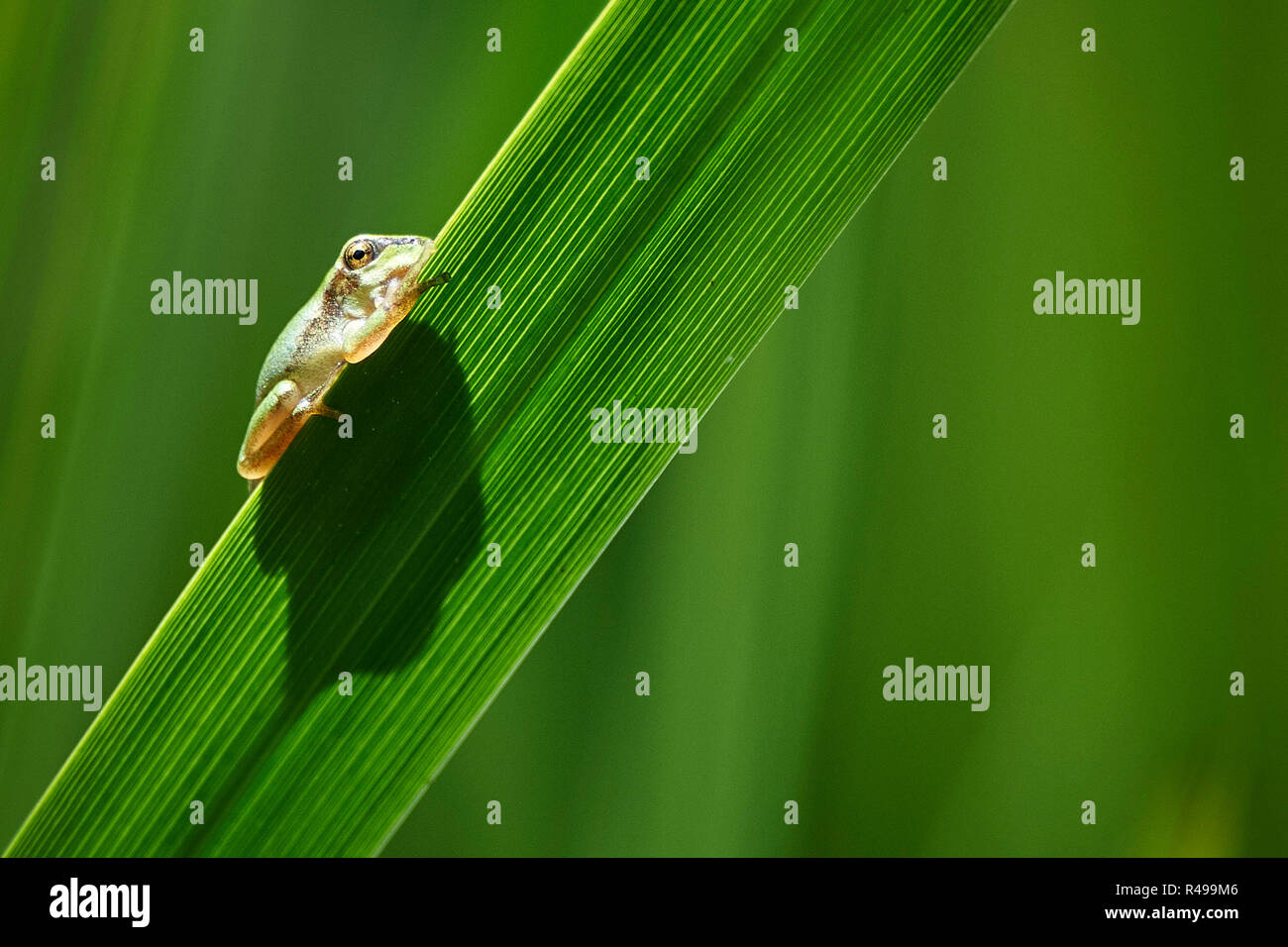 frog in the reeds Stock Photo