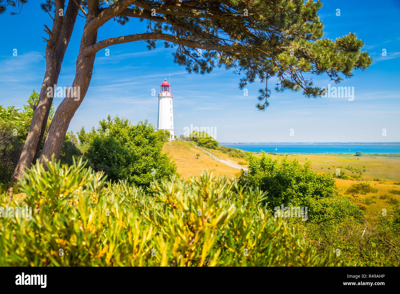 Gamous Lighthouse Dornbusch on the beautiful island Hiddensee with blooming flowers in summer, Baltic Sea, Mecklenburg-Vorpommern, Germany Stock Photo