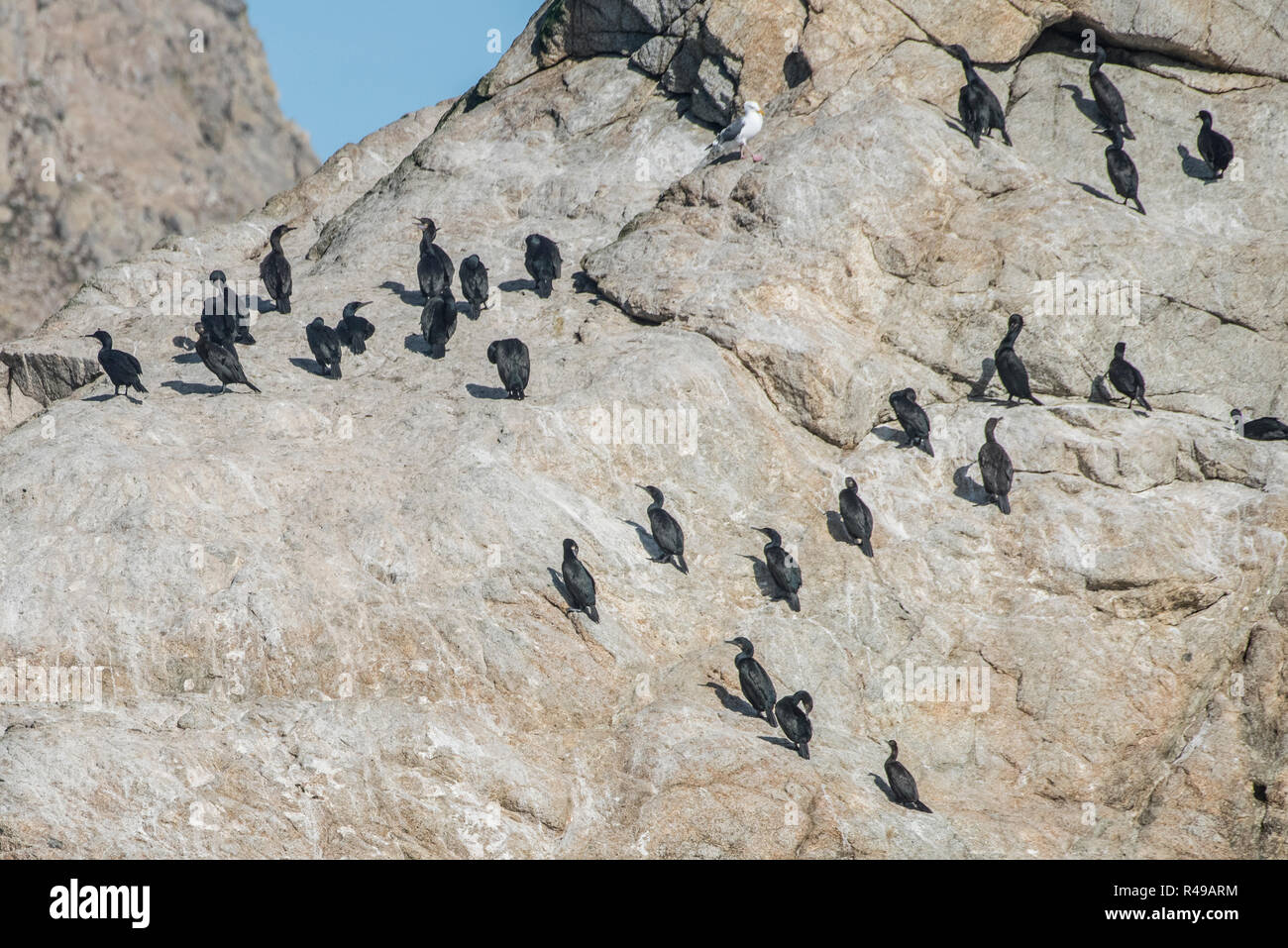 Brandt's cormorants (Phalacrocorax penicillatus) that make their home on the harsh landscape of the Farallon islands nature preserve in the Pacific. Stock Photo