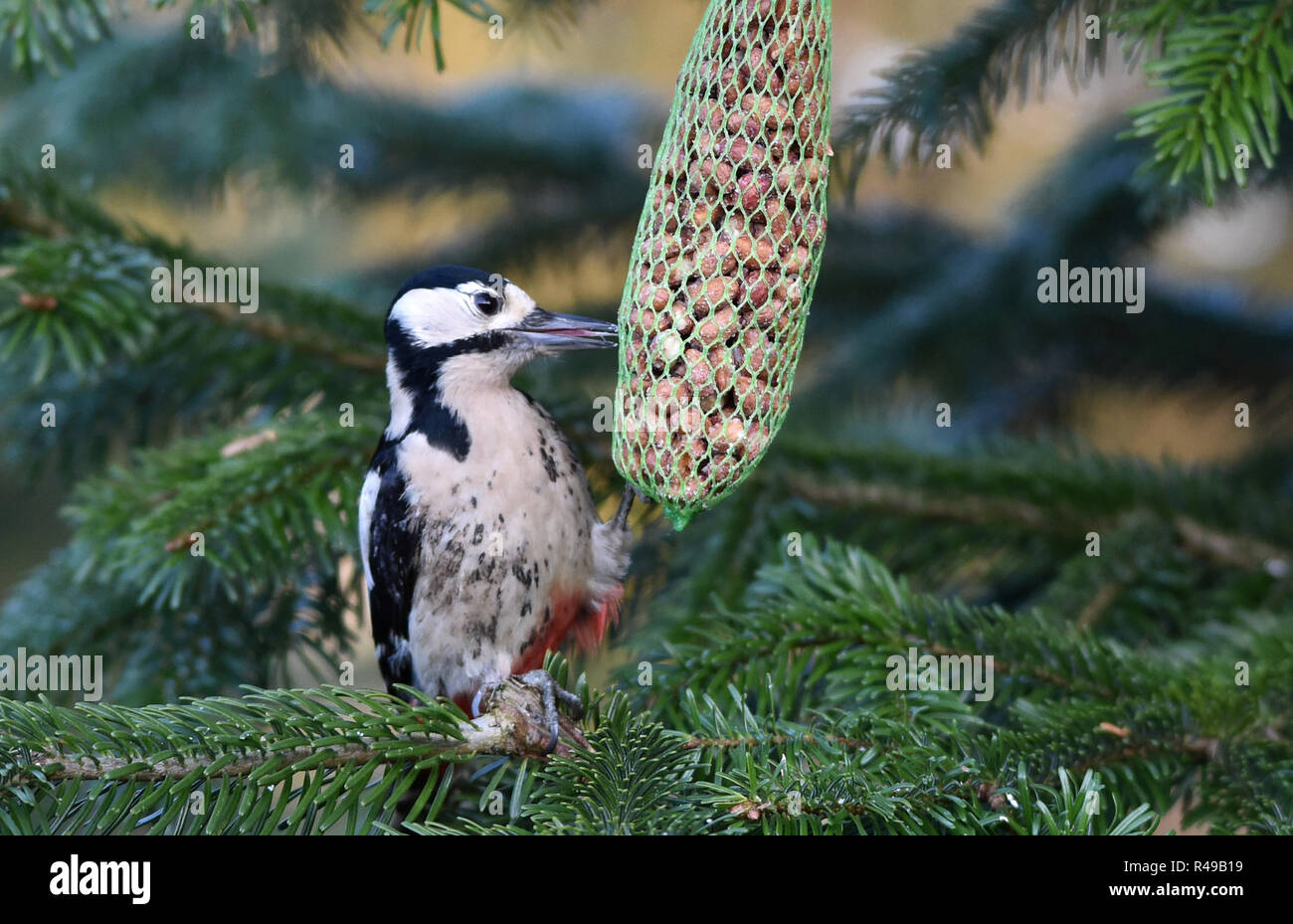 the woodpecker Stock Photo