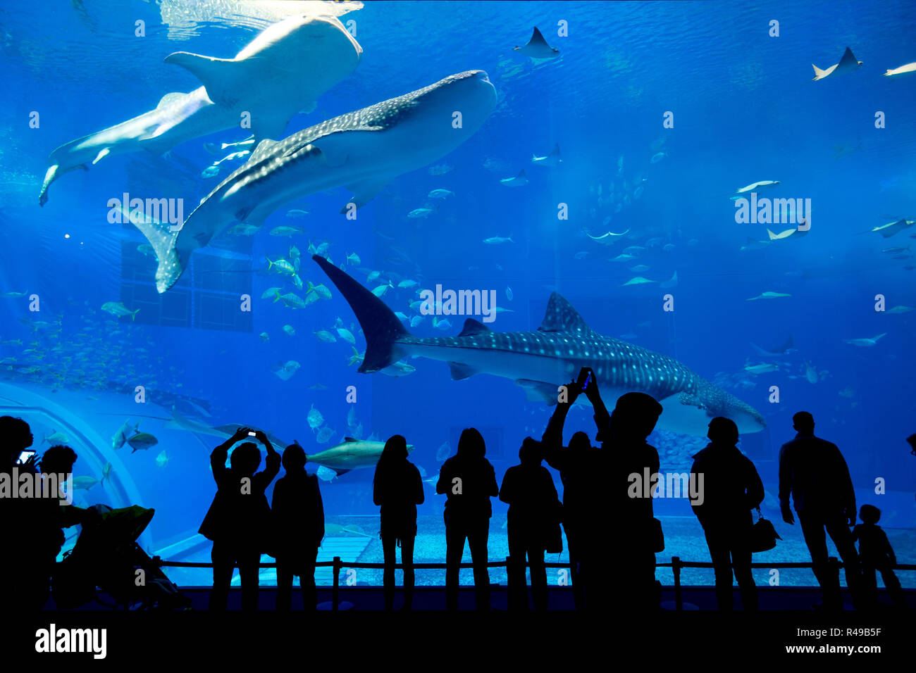 Japan Okinawa aquarium Stock Photo Alamy