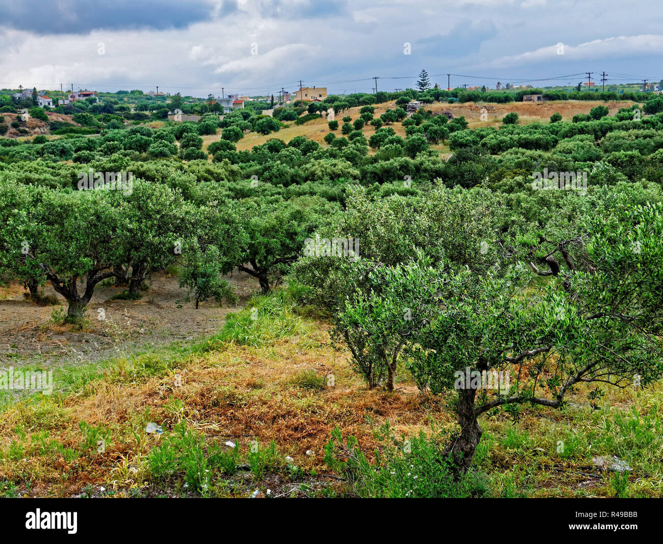 Olive Grove, Crete Stock Photo Alamy