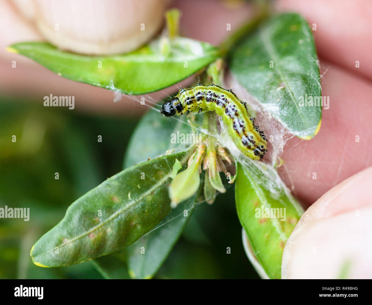 larva of insect pest in boxwood leaves Stock Photo