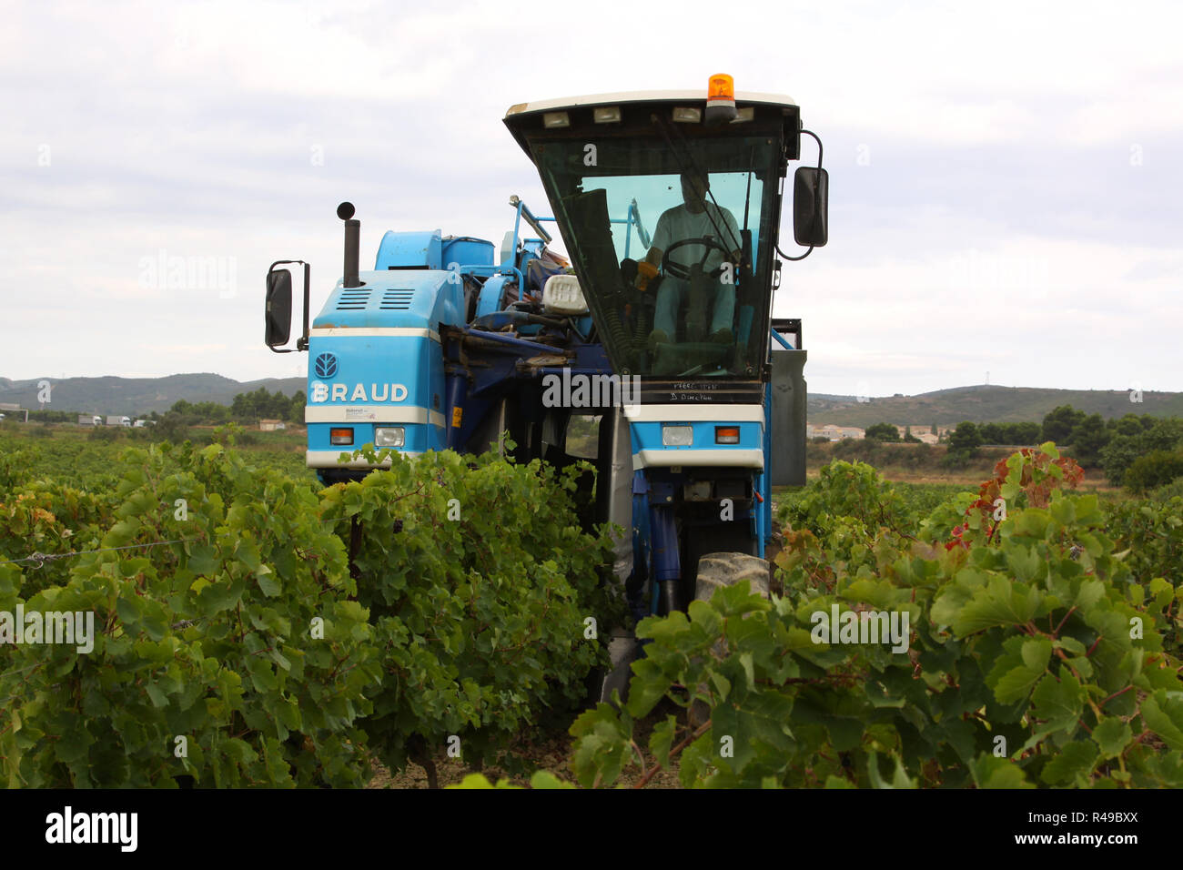 wine harvest in france Stock Photo Alamy