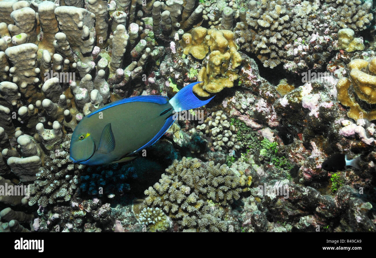 Doctorfish hi-res stock photography and images - Alamy