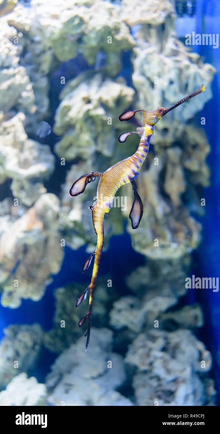 Fish unusual shapes and colors, the inhabitant of sea and ocean depths in the shallow water near coral reef Stock Photo