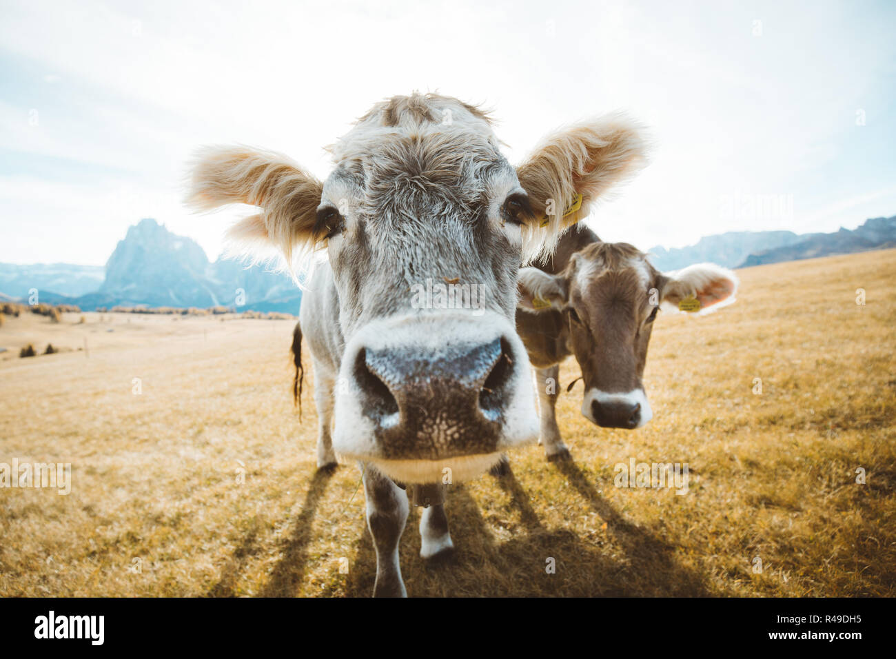 Funny cow head hi-res stock photography and images - Alamy