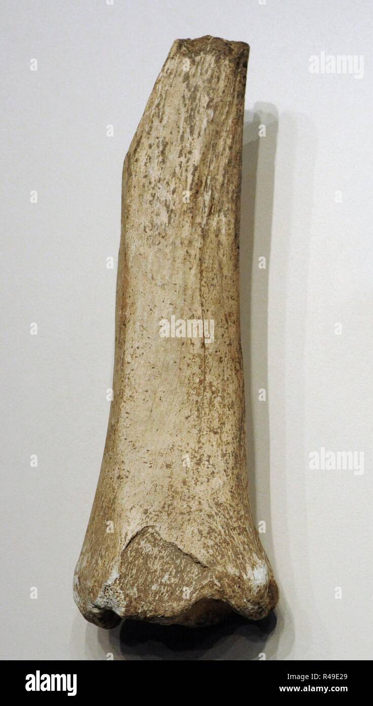 Diaphysis and distal epiphysis of horse tibia (Equus caballus). Mousterian period. Found in Cueva de Hornos de la Pe–a (San Felices de Buelna, Cantabria). National Archaeological Museum. Madrid. Spain. Stock Photo