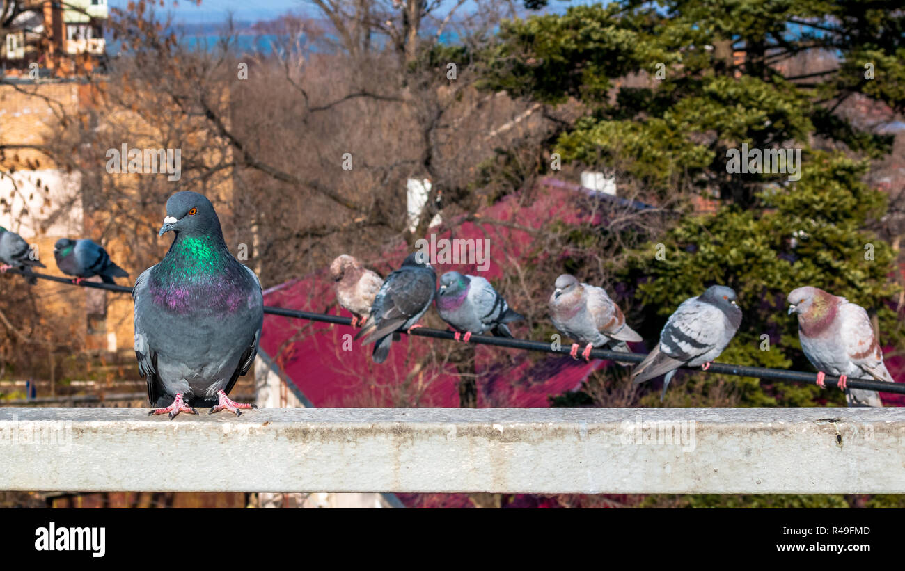 Pigeons on the wire against the background of autumn trees with dry leaves and urban apartment