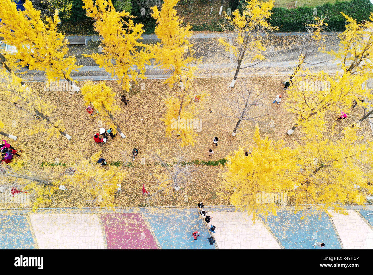 Nanjing, China's Jiangsu Province. 25th Nov, 2018. Visitors walk on the fallen ginkgo leaves at the Binjiang Park in Nanjing, capital of east China's Jiangsu Province, Nov. 25, 2018. Credit: Yang Suping/Xinhua/Alamy Live News Stock Photo