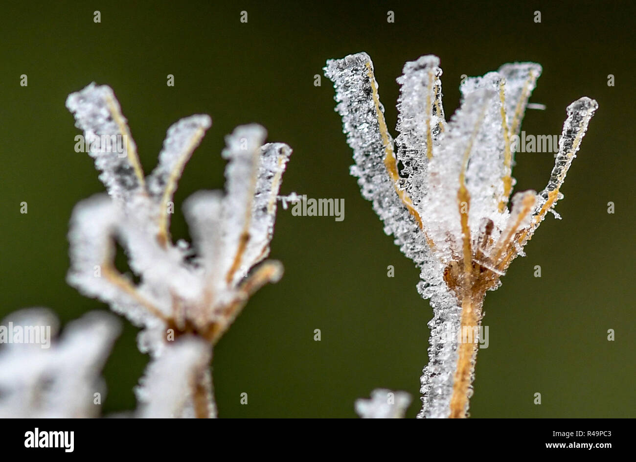 Feldberg Im Schwarzwald, Germany. 26th Nov, 2018. Dry plant stalks are covered with a layer of ice. Credit: Patrick Seeger/dpa/Alamy Live News Stock Photo
