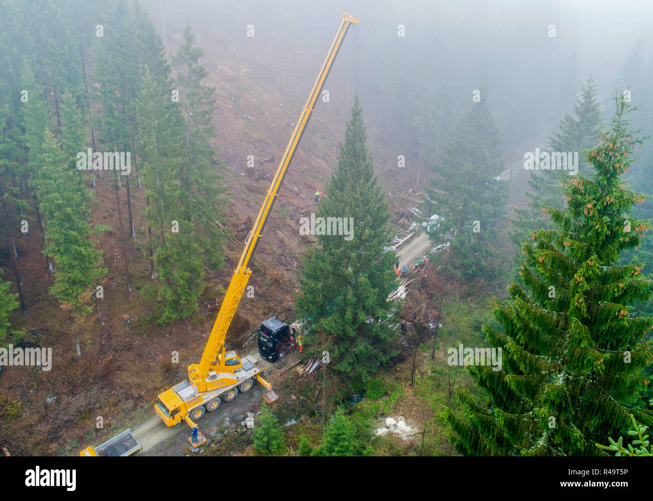 Altenau, Germany. 26th Nov, 2018. A conifer tree over 20 metres in size hangs on a crane after tree felling (aerial photograph with drone). Also this year the big Christmas tree for the Berlin Reichstag comes from the Harz Mountains. The 62-year-old tree from the Lower Saxony state forests was felled near the Oker dam. A heavy transport brings the tree overnight to the capital. Credit: Julian Stratenschulte/dpa/Alamy Live News Stock Photo