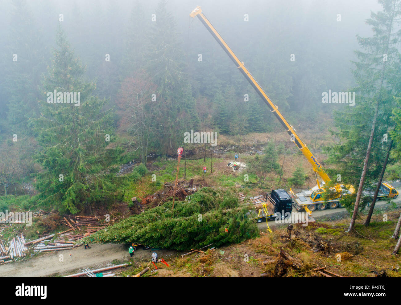 Altenau, Germany. 26th Nov, 2018. A more than 20 meter large conifer tree lies on a trailer after tree felling (aerial photograph with drone). Also this year the big Christmas tree for the Berlin Reichstag comes from the Harz Mountains. The 62-year-old tree from the Lower Saxony state forests was felled near the Oker dam. A heavy transport brings the tree overnight to the capital. Credit: Julian Stratenschulte/dpa/Alamy Live News Stock Photo