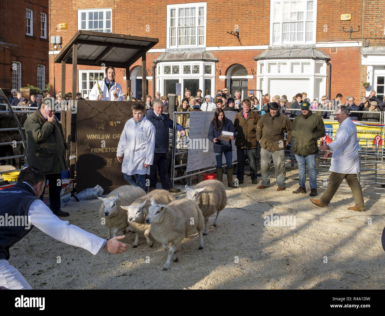 Winslow, UK - November 26, 2018. Prize sheep are sold by auction at the Winslow Primestock Show. The show is an annual event held in the historic market town in Buckinghamshire. Credit: Paul Maguire/Alamy Live News Stock Photo