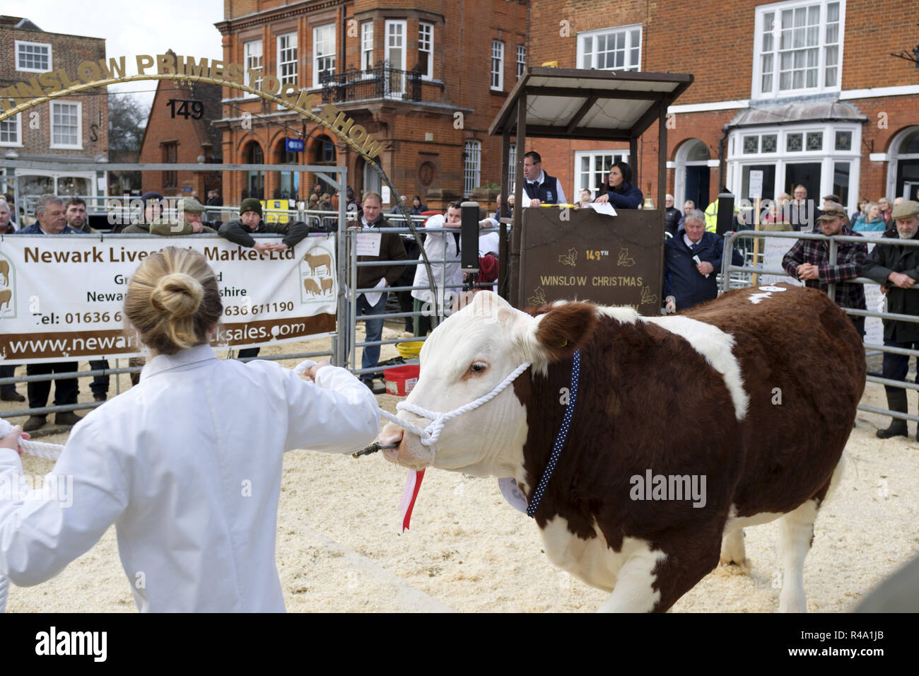 Farmers bidding cattle auction cattle hi-res stock photography and ...
