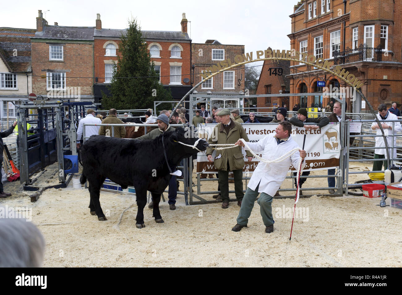 Winslow, UK - November 26, 2018. Cattle are sold by auction at the Winslow Primestock Show. The show is an annual event held in the historic market town in Buckinghamshire. Credit: Paul Maguire/Alamy Live News Stock Photo
