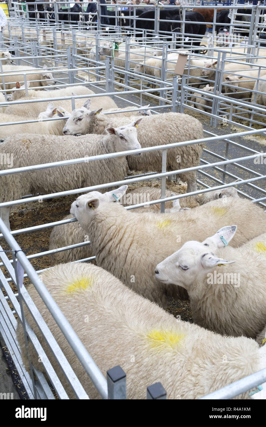 Winslow, UK - November 26, 2018. Sheep are held in pens at the Winslow Primestock Show. The show is an annual event held in the historic market town in Buckinghamshire. Credit: Paul Maguire/Alamy Live News Stock Photo