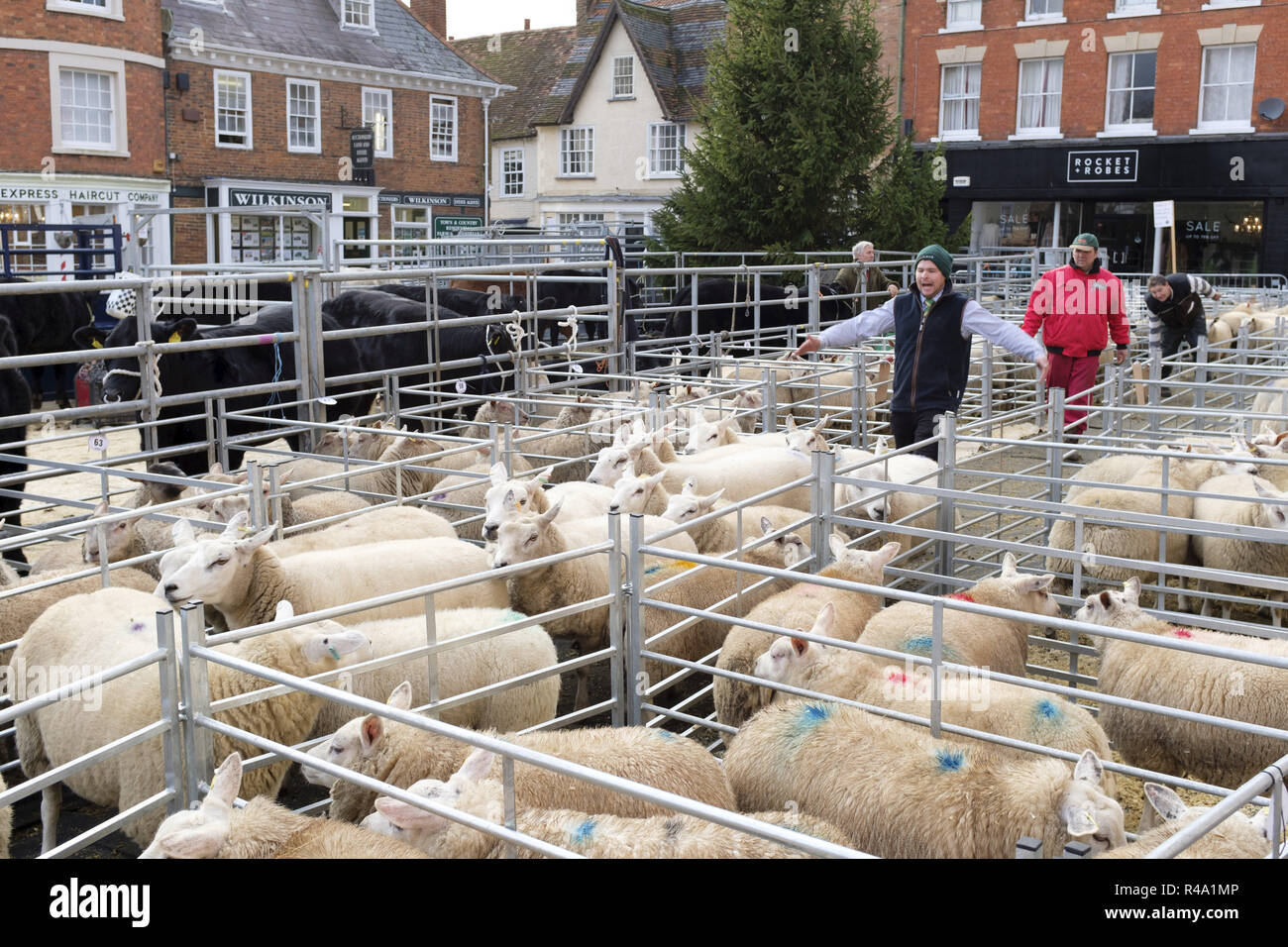 Winslow, UK - November 26, 2018. Sheep are herded toward away after being sold by auction at the Winslow Primestock Show. The show is an annual event held in the historic market town in Buckinghamshire. Credit: Paul Maguire/Alamy Live News Stock Photo