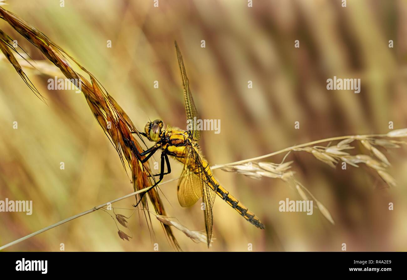 yellow dragonfly on a blade of grass Stock Photo - Alamy