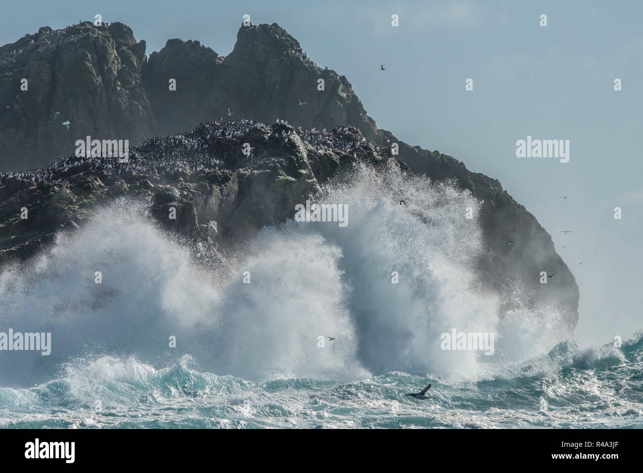 The waves crash against the shore of the Farallon islands off the coast of California, the islands are an important nesting site for pelagic birds. Stock Photo
