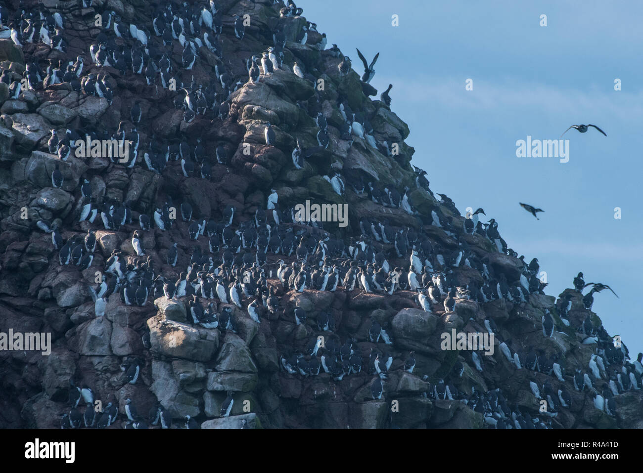 Common murres (Uria aalge) line the cliffs of the Farallon Islands in the Pacific Ocean. Stock Photo