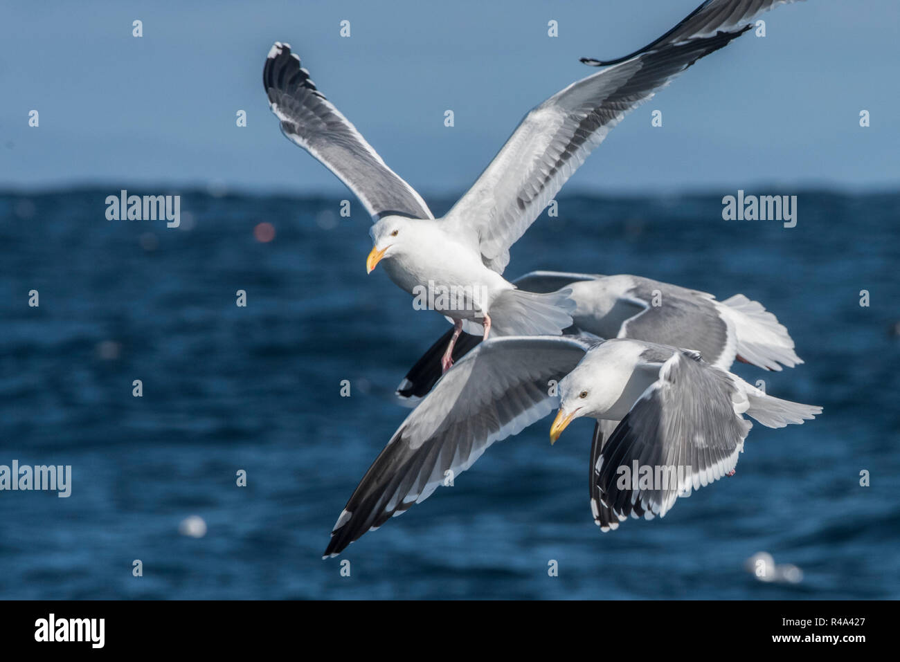 A flock of seagulls, specifically the western gull (Larus occidentalis) feeding out in open ocean off the coast of California. Stock Photo