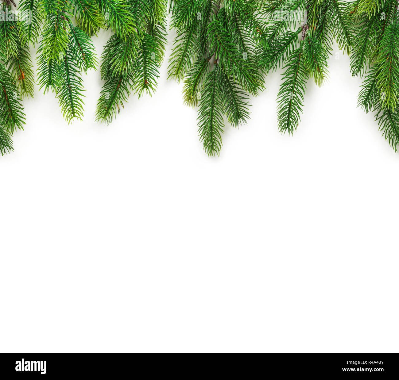 Christmas tree branches on white background as a border or template ...