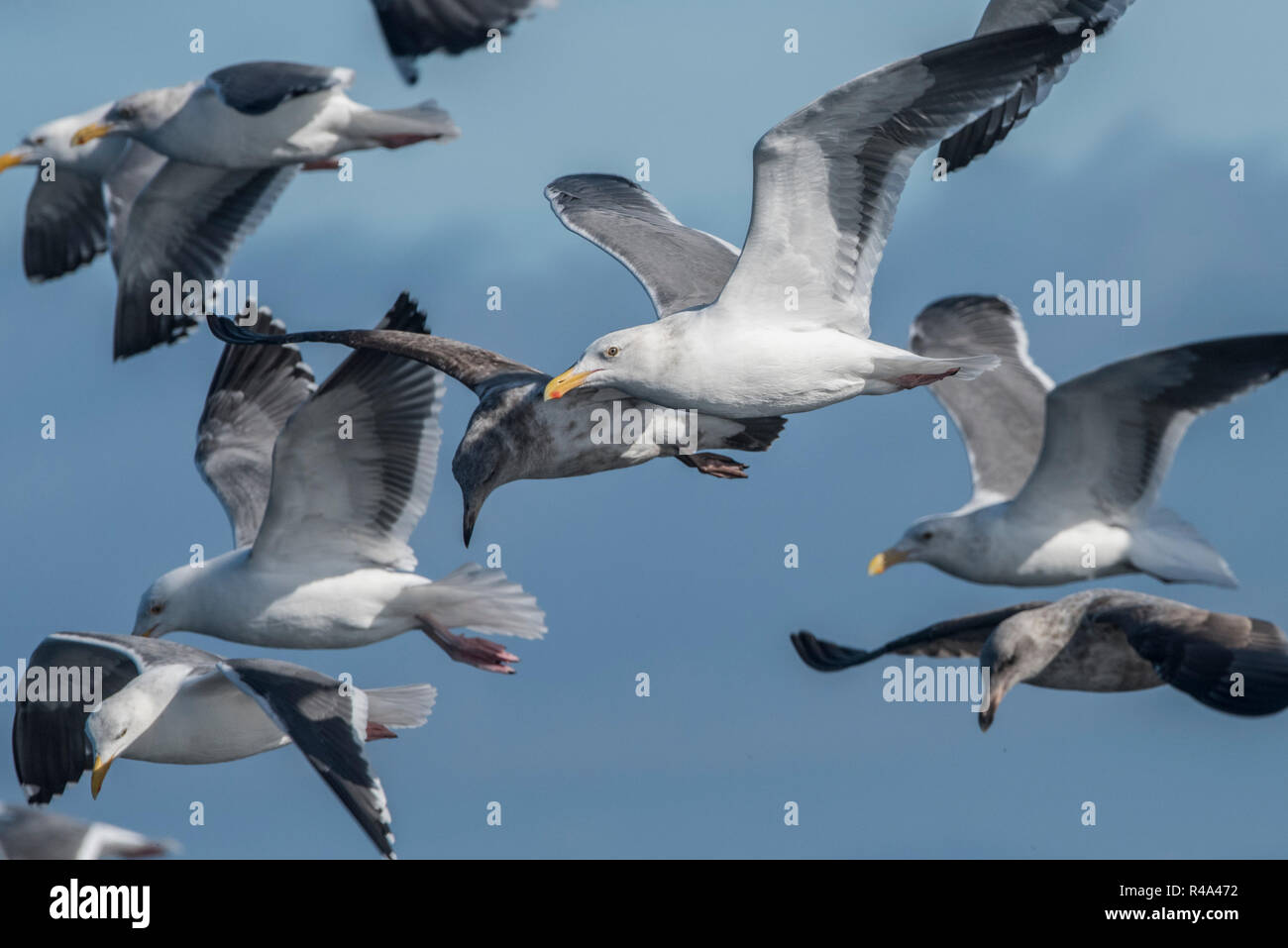 A flock of seagulls, specifically the western gull (Larus occidentalis) feeding out in open ocean off the coast of California. Stock Photo