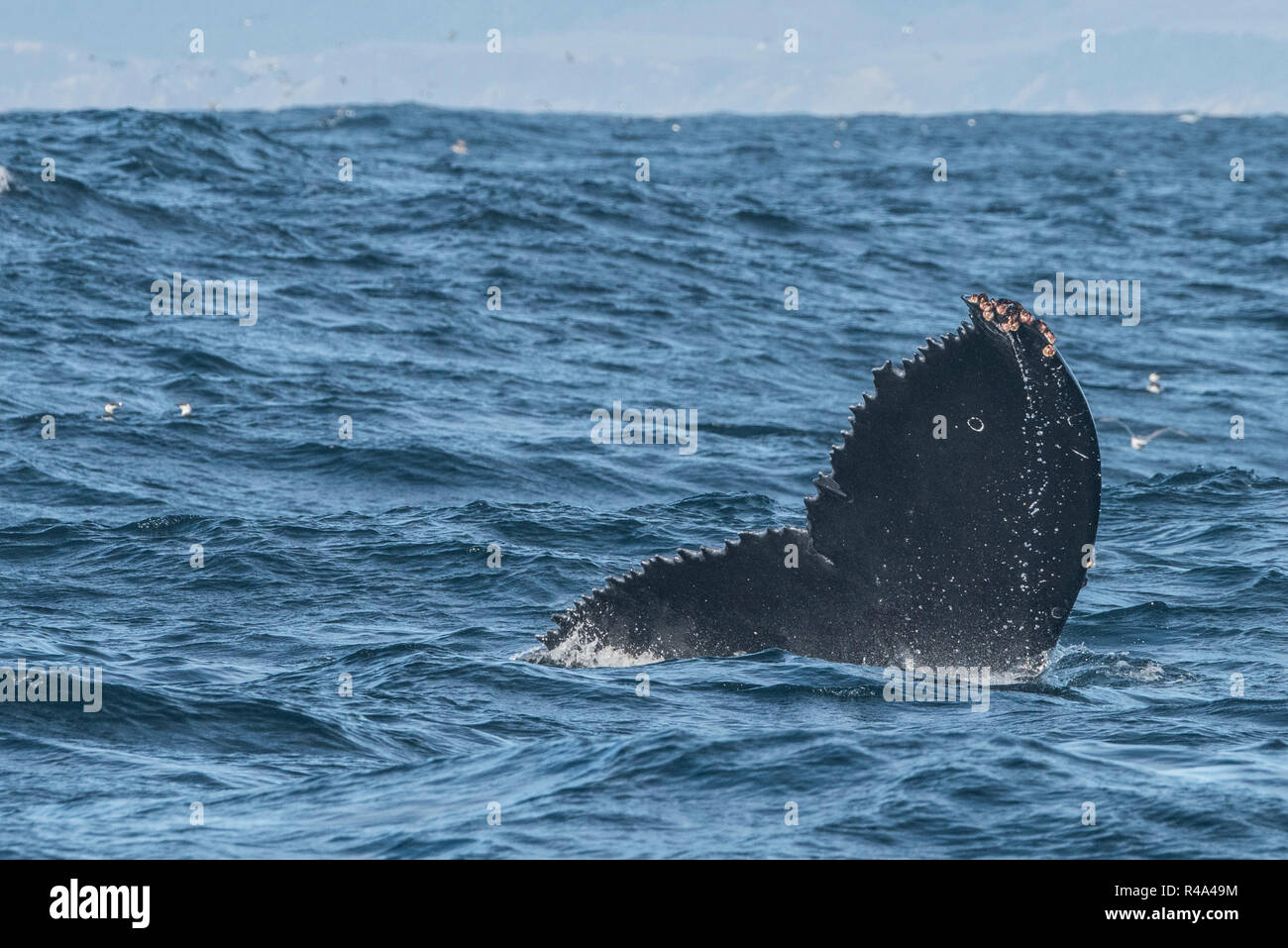 A whale tail belonging to a humpback protruding from the water off the coast of California near San Francisco. Stock Photo